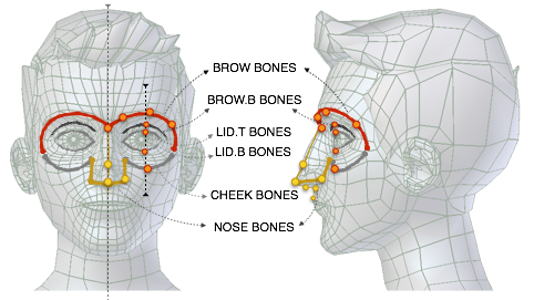 ../../_images/addons_rigging_rigify_bone-positioning_face-eyes-nose-bones.png