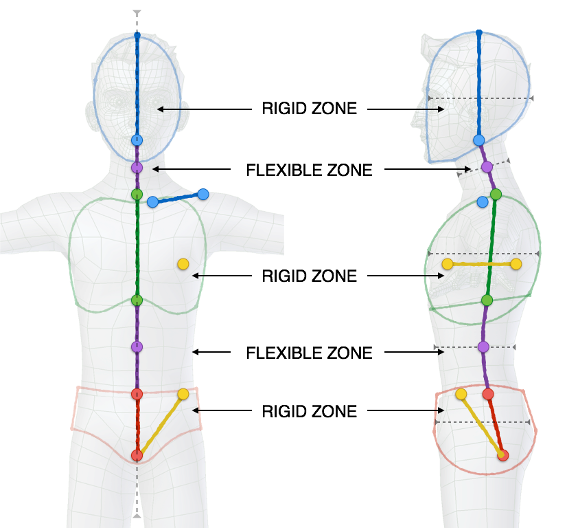 ../../_images/addons_rigging_rigify_bone-positioning_torso-bones.png