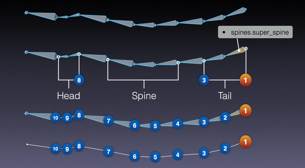 ../../../_images/addons_rigging_rigify_rig-types_spines-example.png